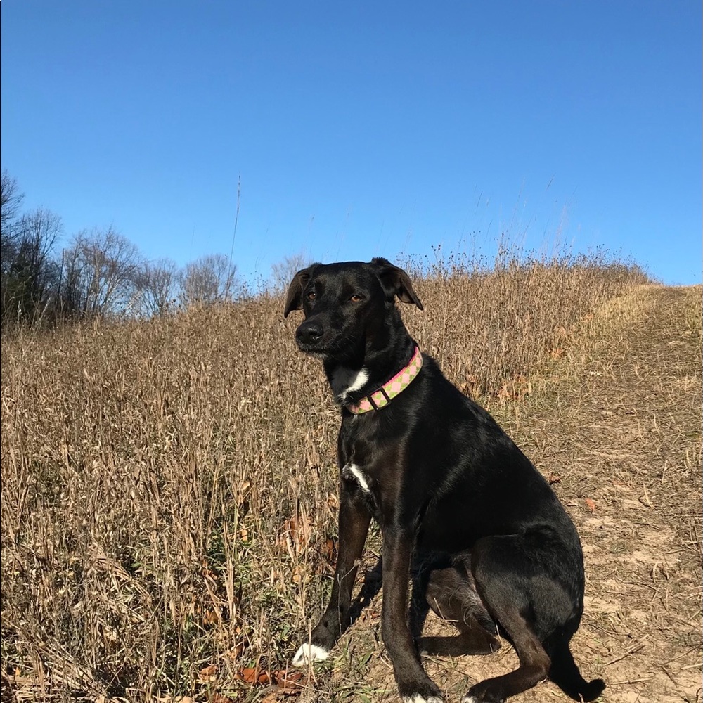 Meet your Posher, Annie laurie
